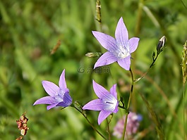 桔梗,夏季,開花