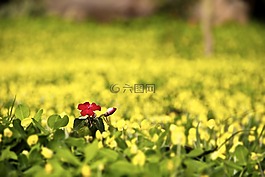 风景,大自然,农场