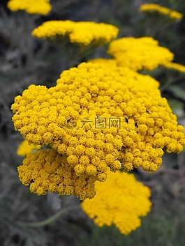 花,植物,夏
