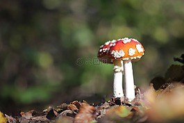 真菌,森林,性質(zhì)