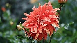 自然,花,植物區(qū)系