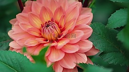 自然,植物區(qū)系,花