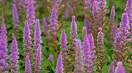 花,自然,植物區(qū)系
