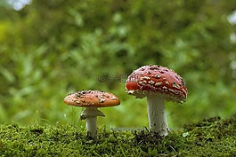 matryoshka,红色飞木耳香菇,蘑菇