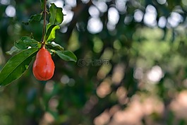 石榴,水果,紅色