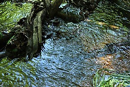 過獨(dú)身生活,水,水域