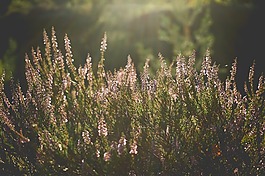 盛開,開花,植物區(qū)系