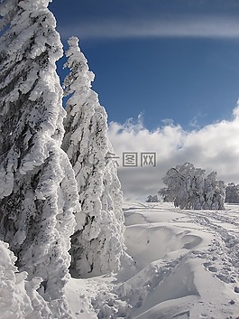 雪,冬天,冷杉
