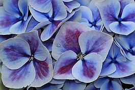 八仙花,繡球花,開(kāi)花