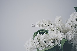 植物,自然,花