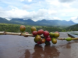 咖啡,bean,咖啡豆