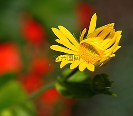 花,開(kāi)花,黃色