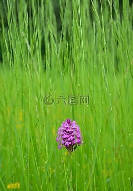 花,草,草藥