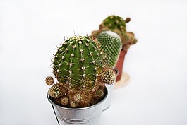 植物,多汁,仙人掌