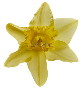 水仙,開花,關(guān)閉