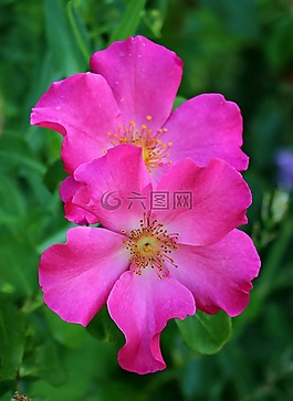 玫瑰,花園,花