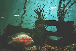 動(dòng)物,魚,水族館