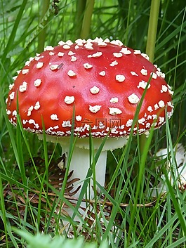 蘑菇,真菌,红色