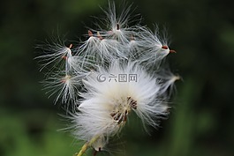 蒲公英,種子,自然