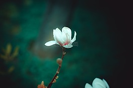 鮮花,玉蘭,春天