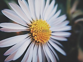 雛菊,花,植物