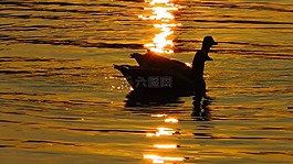 鴨,對鴨的,水
