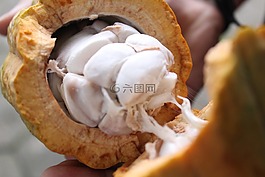 可可,性質(zhì),巧克力