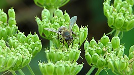 蜜蜂,工蜂,花