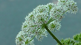 指出花,草地,野花