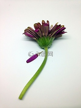 花,植物區(qū)系,自然