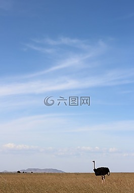 動(dòng)物,鳥,鴕鳥