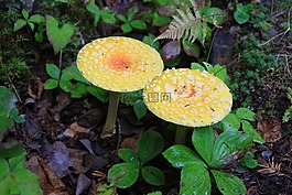 真菌,木材,性质