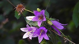 森林花卉,开花,森林