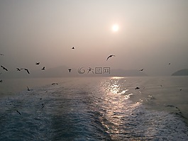 海鷗,時間,游船