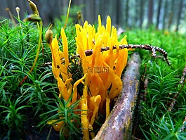 蘑菇,山羊胡子,珊瑚状
