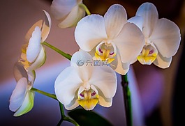 蘭花,白,花