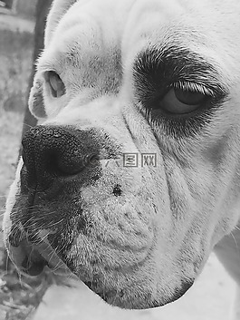 狗,拳擊手,動(dòng)物