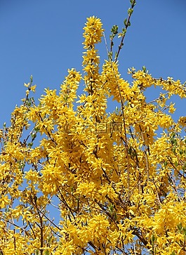 forsythienbusch,盛开,早期的驾驶