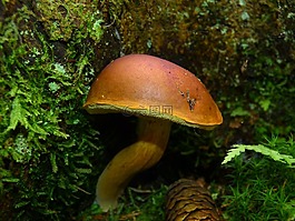 蘑菇,褐色蘑菇管,森林