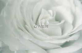 玫瑰,白,白玫瑰