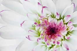 宏,花,白