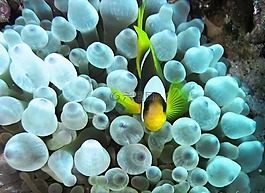 小丑魚,銀蓮花,紅海