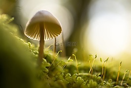 自然,蘑菇,特寫(xiě)