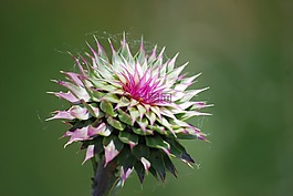 薊,雜草,花