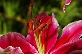 百合,花,開花