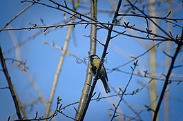 山雀,鳥,鳴鳥