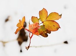 樹(shù),葉子,黃色