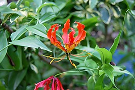 自然,植物區(qū)系,葉