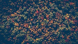 森林,自然,樹
