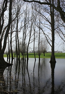 沉默水,樹木,鏡子